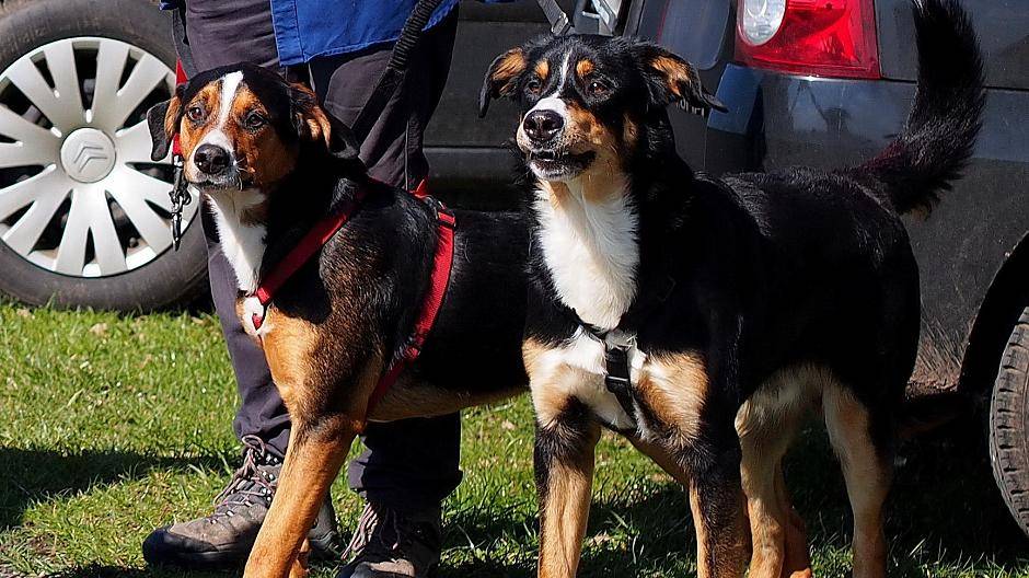 Sind Sie Hundebesitzer? Diese Frage bekommen 2016 alle Krefelder gestellt.