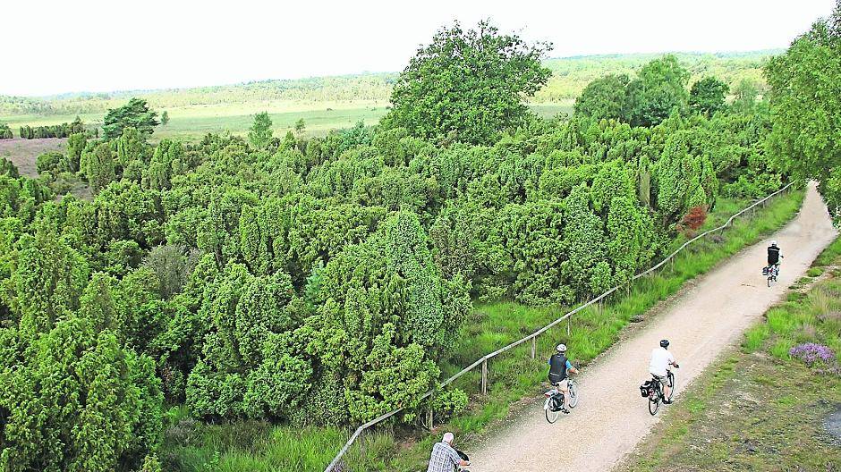Blick vom Aussichtsturm: Radler fahren durch die Wacholderheide im Naturerlebnisgebiet Elmpter Schwalmbruch — einem der Höhepunkte der Radroute des Monats September.