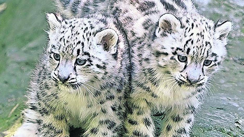  Süß und flauschig: Der Schneeleoparden-Nachwuchs 