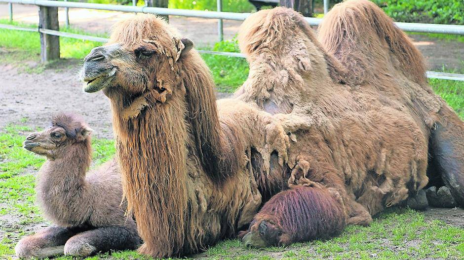  Noch sitzt Kamelbaby Chloé am liebsten an der schützenden Seite von Mama Charlotta. Fotos (2): Gina Dollen 