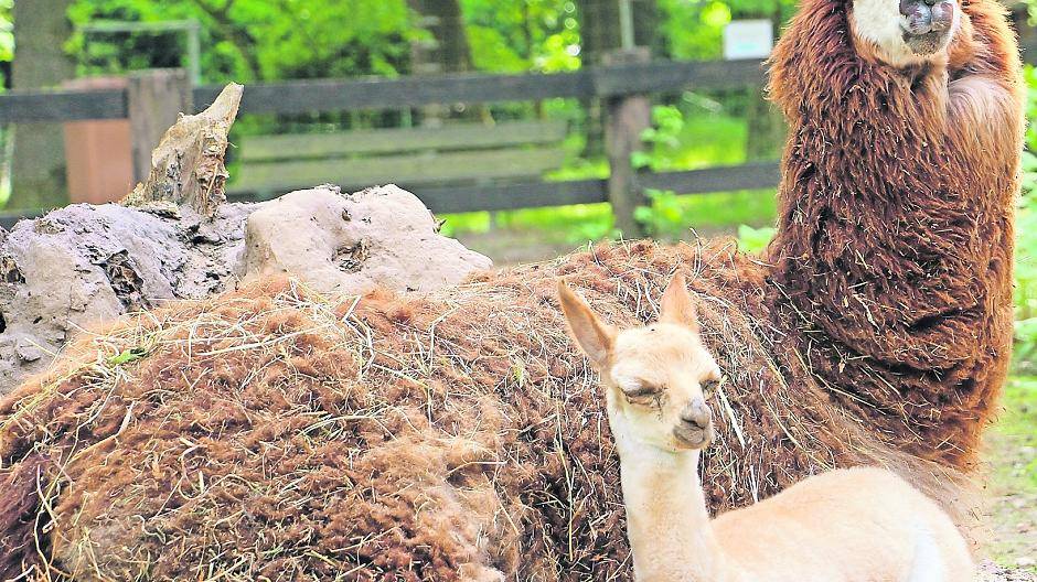  Dem kleinen Alpaka-Baby fehlt noch ein Name. Jetzt braucht es Ihre Hilfe. 