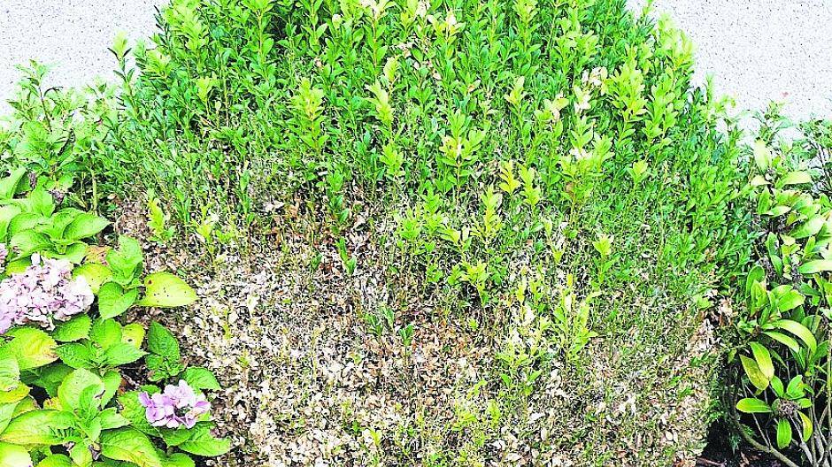 Raupen befallen unsere Buchsbäume