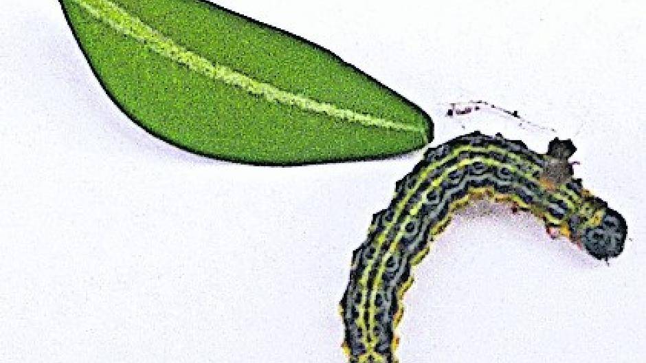  So sieht die Raupe des Buchsbaumzünslers aus. Zum Größen-Vergleich: Ein Blatt des Buchsbaums.  