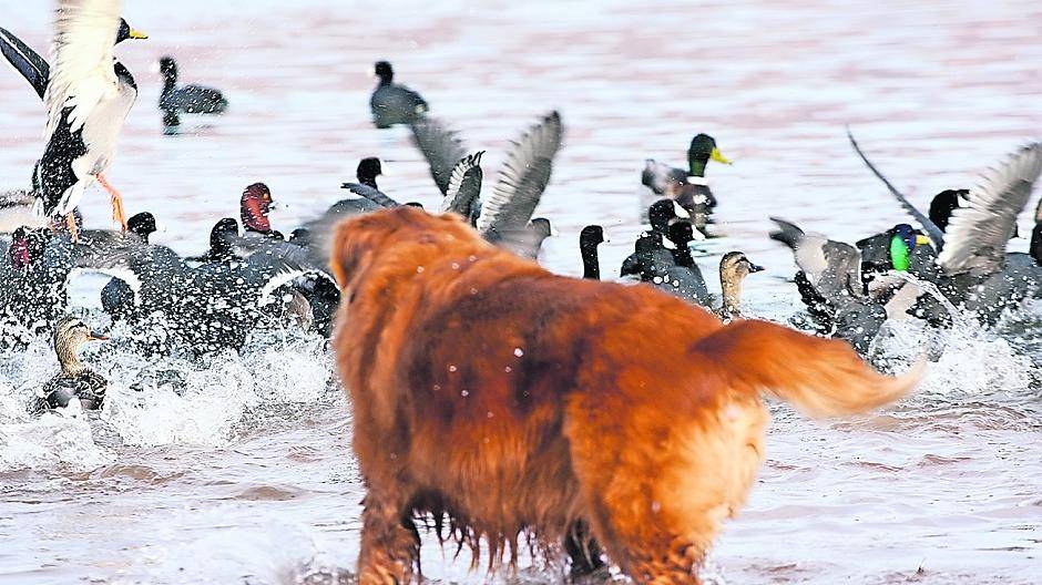 Rücksicht auf wild lebende Tiere und deren Nachwuchs: Leinen Sie Ihren Hund an.