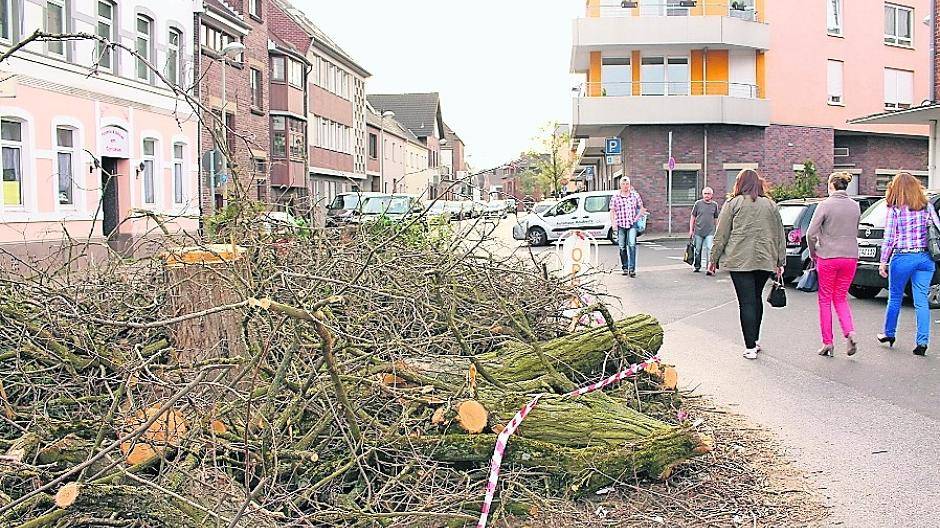 Abgesägte Bäume: Wie hier in Hüls werden überall im Stadtgebiet Bäume gefällt. Archiv-Foto. Rottmann