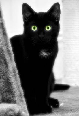 Kompromiss mit Tierheim gescheitert: Stadt statt Tierheim: Verwaltung nimmt ab Sonntag Fundtiere auf