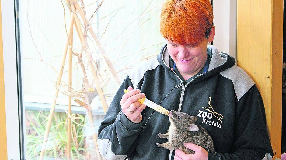 Baby Norman ist ein Flaschenkind