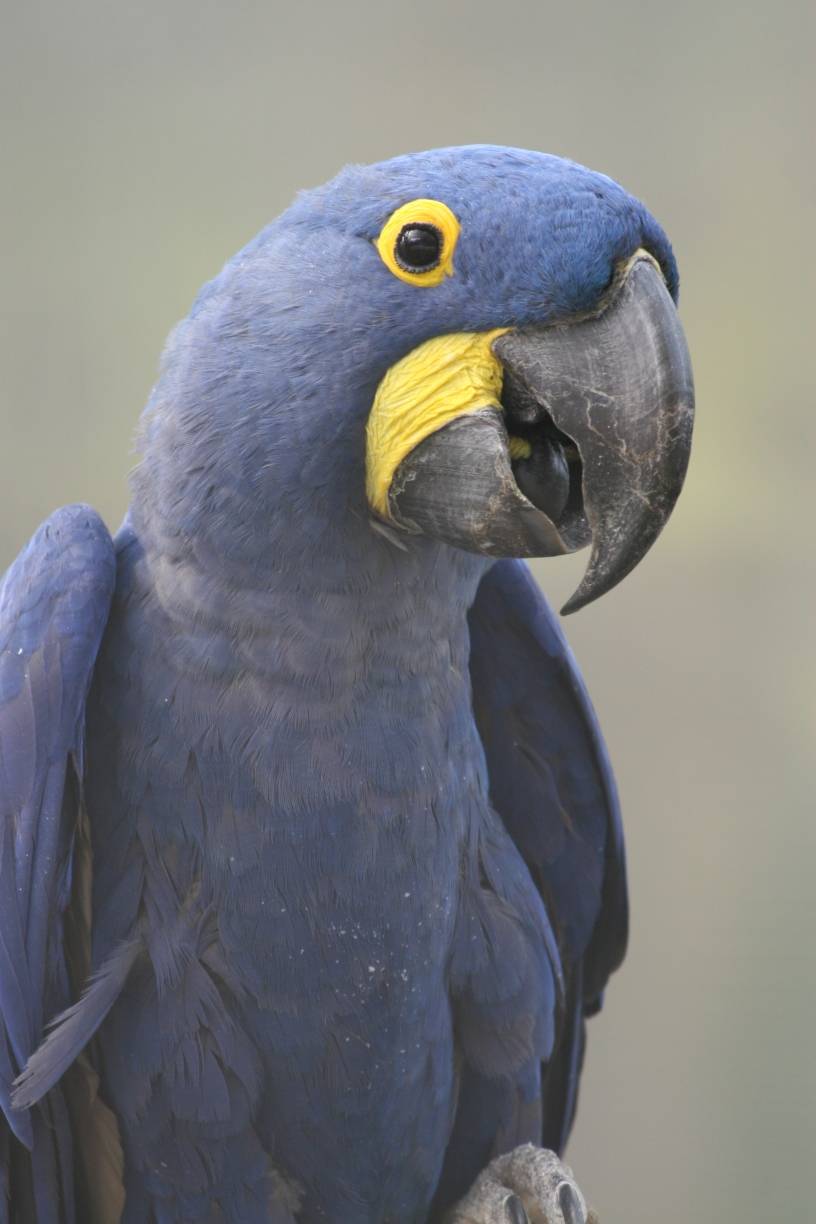 Wieder Tierdiebstahl im Krefelder Zoo: Bedrohte Hyazinth-Aras gestohlen