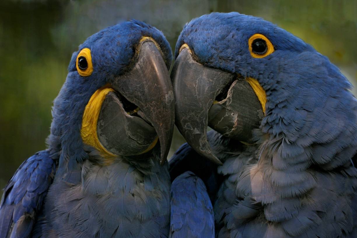 Nach dem Diebstahl der zwei Hyazinth-Aras im Krefeld Zoo: Zoodirektor enttäuscht über Ermittler