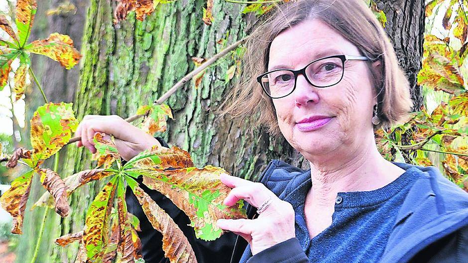  Heike Meinert vom Nettetaler Grünflächenamt zeigt, wie es der Kastanie geht. 