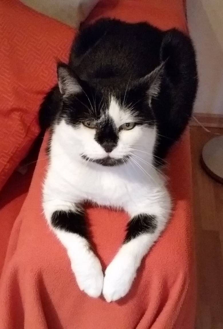  Mittlerweile sucht ganz Waldniel nach der Katze 