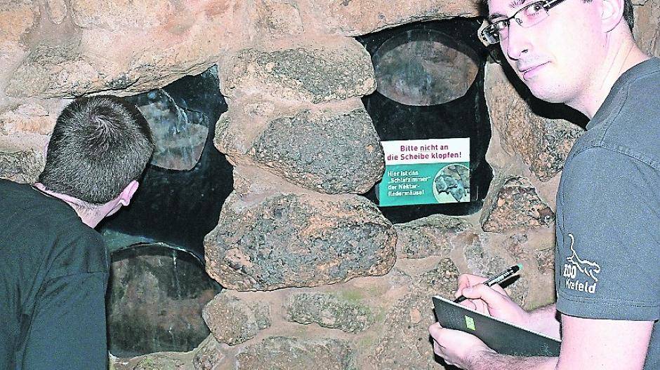 Krefelder Zoo zählt Fledermäuse & Co.