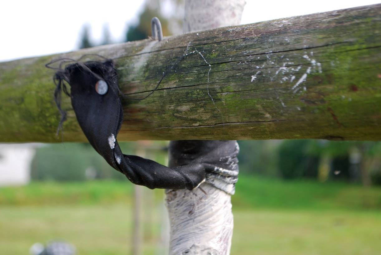  So sehen die neuen Bänder aus, die die Obstwiesenfreunde jetzt benutzen, weil die Kokosschnüre immer wieder zerschnitten wurden. 