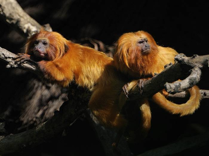 Affen-Diebstahl im Krefelder Zoo