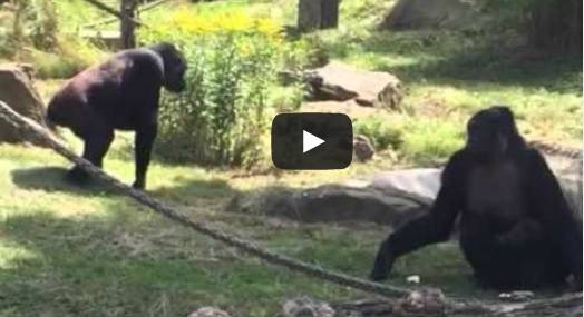 Video: Gorillababy heißt Pepe