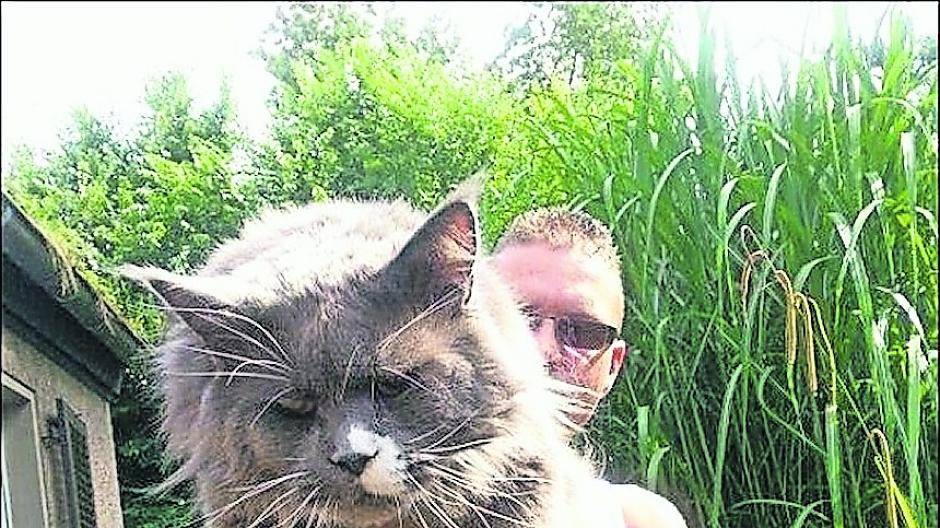 Schüsse auf Main-Coon-Kater in Uerdingen