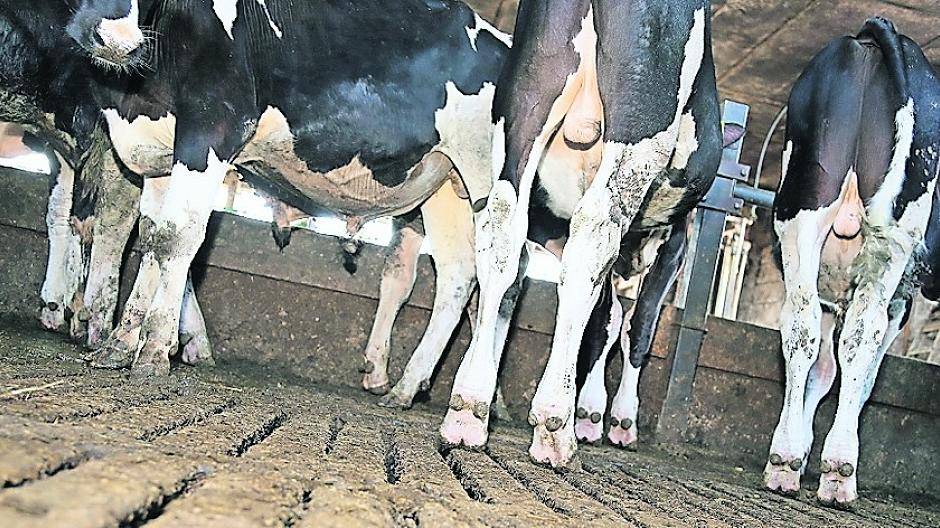 Belüftung im Stall ist lebenswichtig