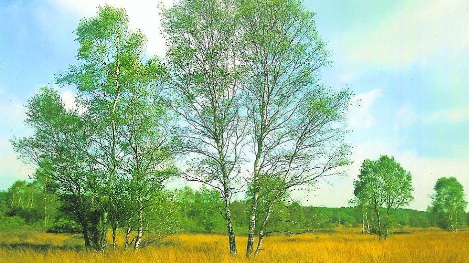 Der Nationalpark De Meinweg: In der Umgebung des Parks sind auf niederländischer Seite einige Wanderwege gesperrt.