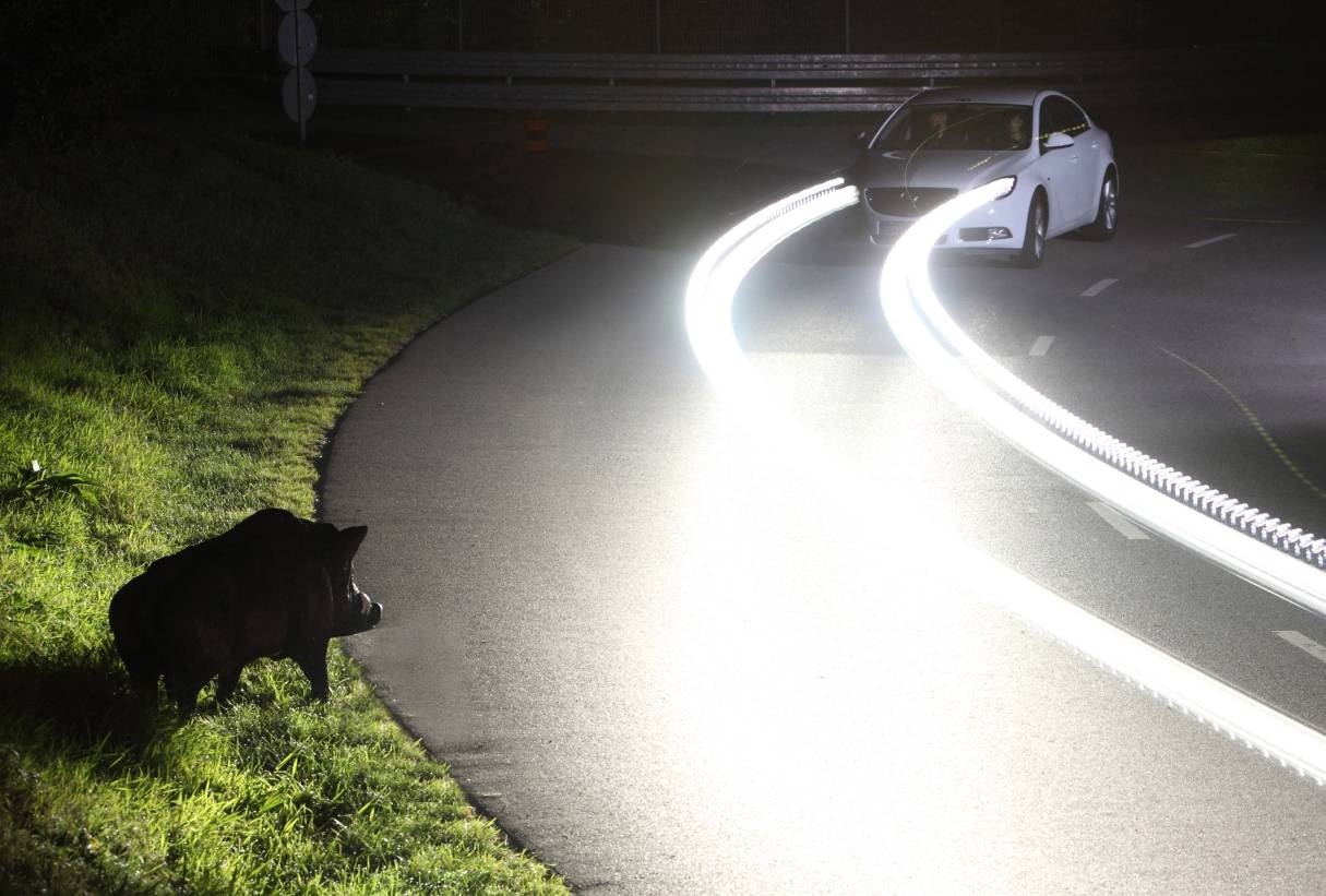 Richtiges Verhalten bei Wildwechsel