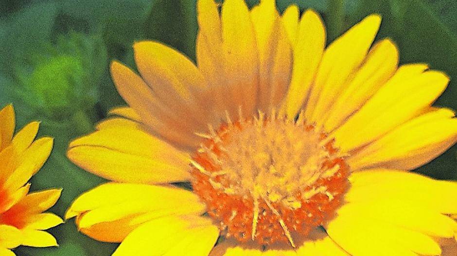 Wie oft werden wir noch dicke Hummeln in unserem Garten sehen? Bereits jetzt melden sich bei der Stadt Meerbusch und beim BUND Meerbusch besorgte Bürger, denen der drastische Rückgang von Insekten und Vögeln in ihrem Garten aufgefallen ist.