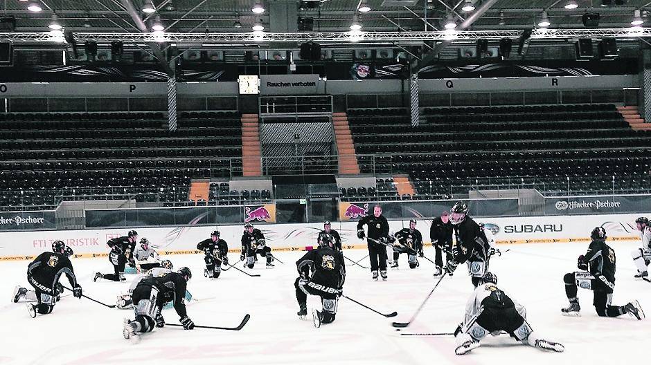 Pinguine gehen auf Bullen-Jagd