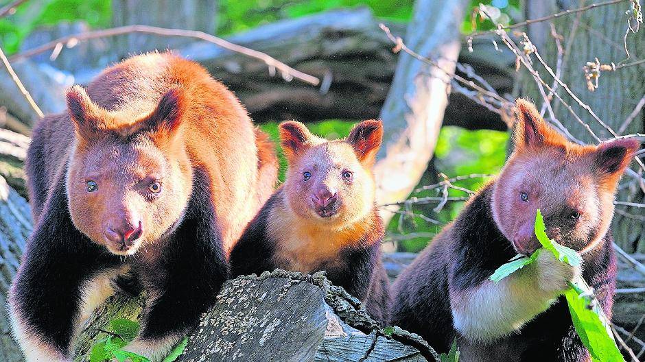 Putzig: Die Baumkängurus im Krefelder Zoo sind für die Besucher eine Attraktion. Vor allem die Hinder lieben sie.