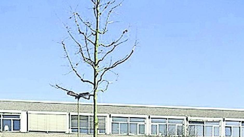  Schüler pflanzen einen Baum. 