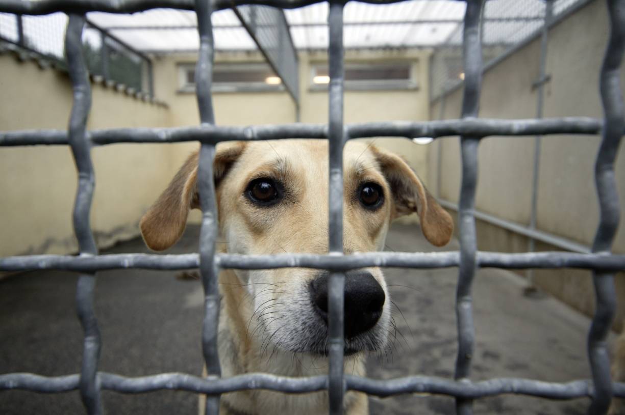 Finanzierung nicht gesichert: Hoffnung fürs Krefelder Tierheim