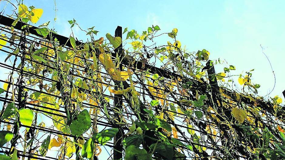  Von der Bohnenstange ins Einmachglas: Wie das geht, erfahren die Museumsbesucher am Sonntag. 