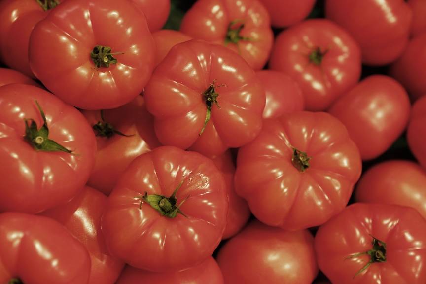 Herbstferienprogramm „Rund um die Tomate“