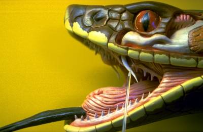 "Giftschlangen gehören nicht ins Wohnzimmer"