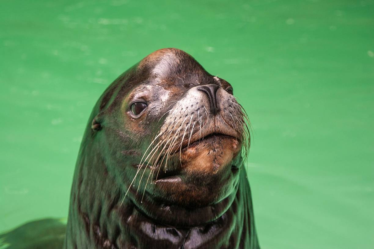 Seelöwe Chico ist im Alter von 25 Jahren gestorben. Er war für seine Sanftheit bekannt. 