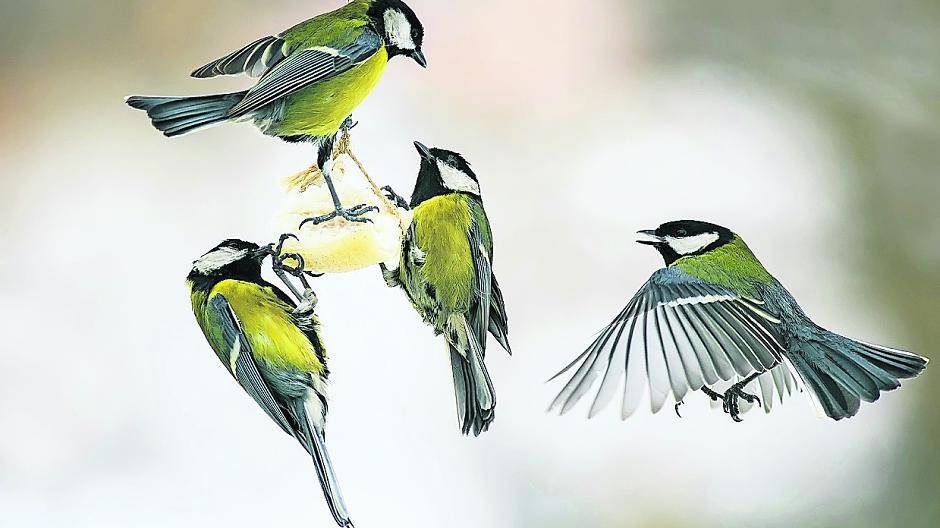 Wer den Wildvögeln in diesem Winter helfen will, sollte jetzt schon anfangen, ihnen mit Futterstellen zu helfen.