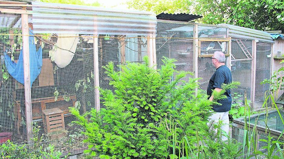  Die kleine Krähe ist ein Dauergast.  