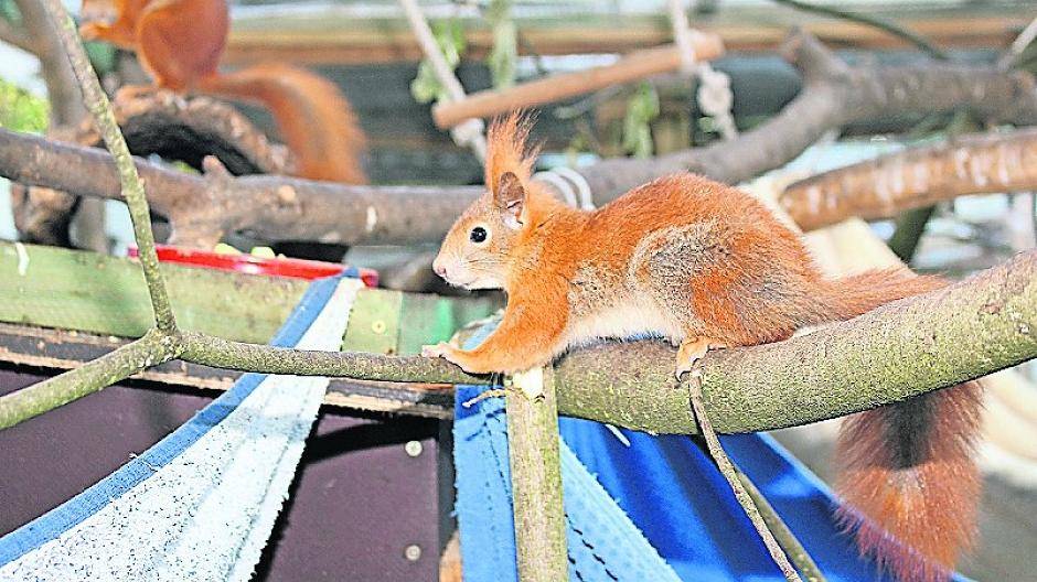 Im hinteren Teil der Wildtierauffangstation hat Herbert Zitzelsberger Verschläge gebaut für Tauben, Igel und Eichhörnchen.