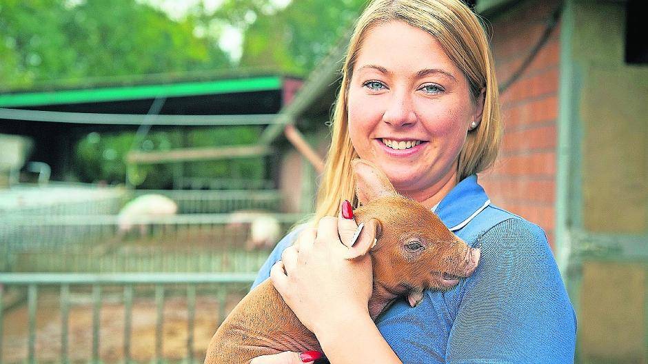Auf dem Stautenhof werden auch Schweine gehalten — natürlich artgerecht.
