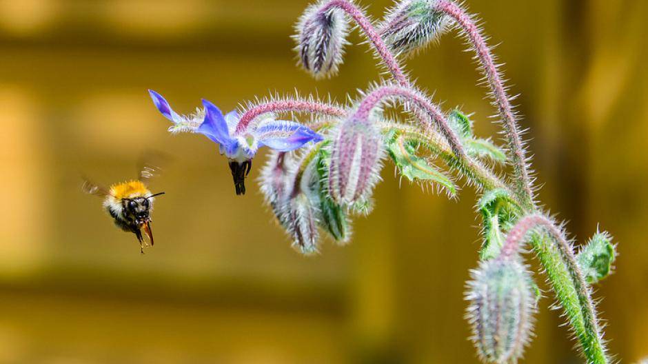  Bienenweiden sind ökologisch wichtig. Doch die SPD kritisiert die Standortwahl des ausgebrachten Saatgutes. 