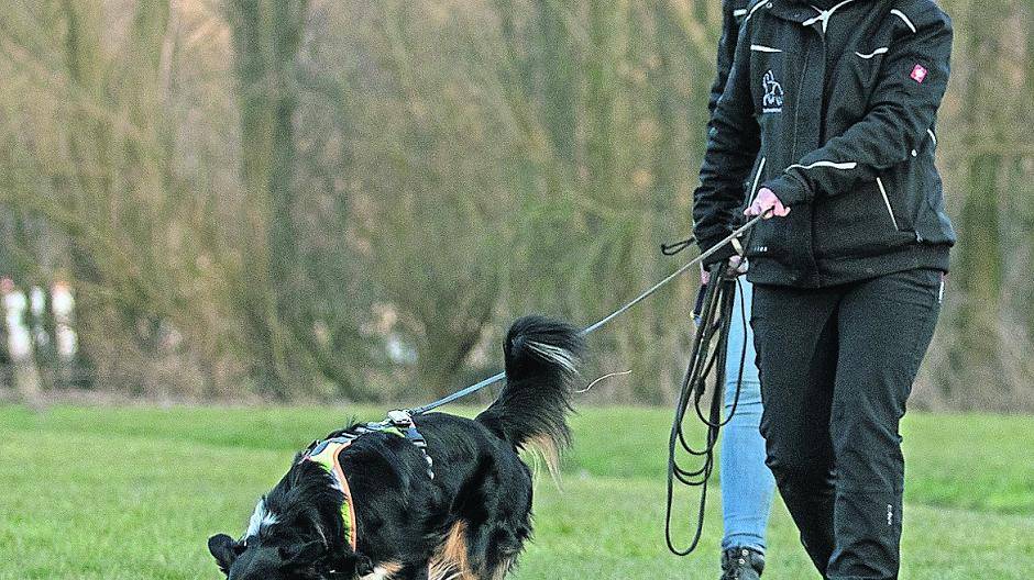  Suchhund Feline und Pettrailerin Mandy van den Borg haben die Spur aufgenommen. 