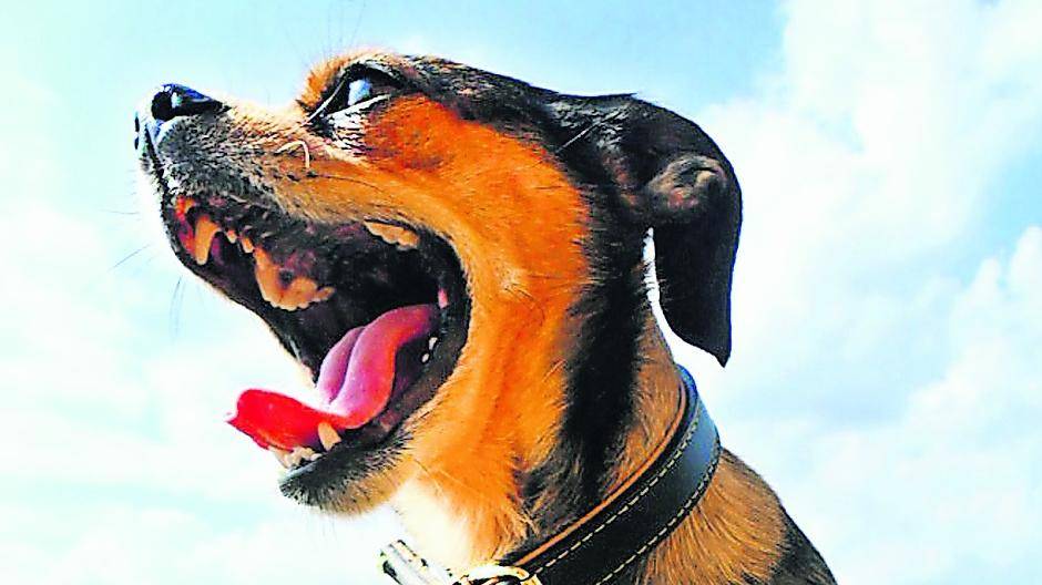 Virus-Gefahr für Hunde