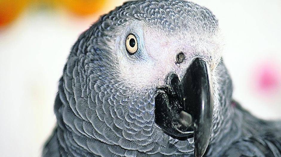 Neue Artenschutz-Bestimmungen