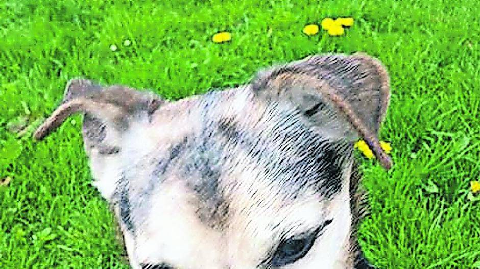 Tier der Woche Fundhund: Wer kennt den süßen Bello?