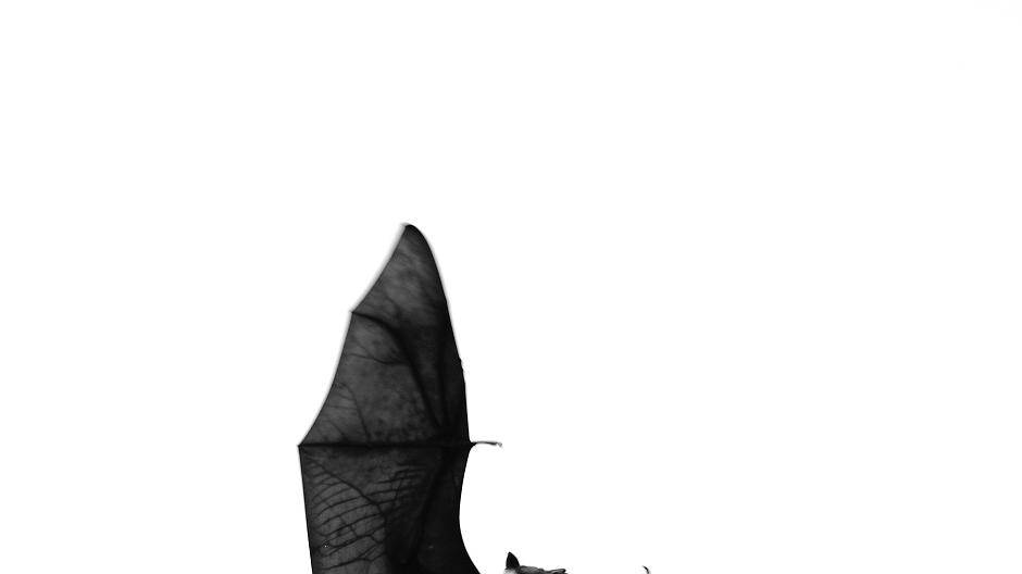 Über den Kobold der Nacht