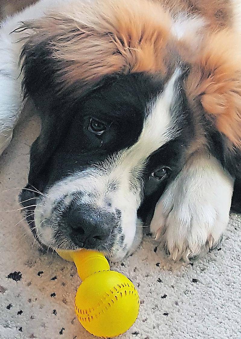 Die Tiertafel in Süchteln ist nicht nur für Hunde geöffnet, sondern auch für Katzen und Nager.