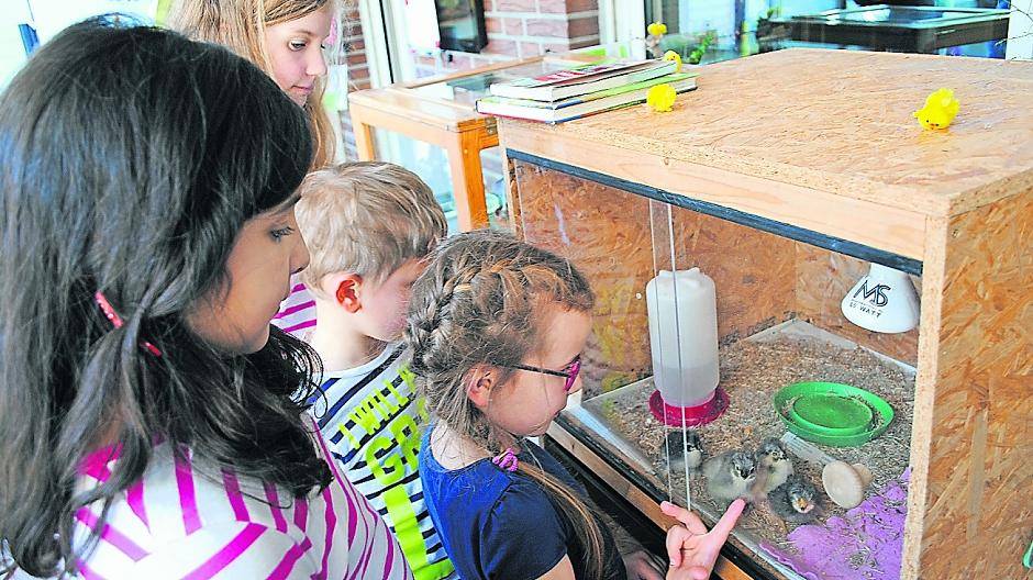 Ganz behutsam, ganz vorsichtig: Die Kinder beobachten, wie sich die Küken nach dem Schlüpfen in ihrer Welt zurechtfinden.