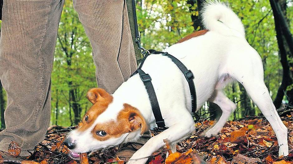 Dieser Hundehalter macht es richtig: Wer mit dem Vierbeiner in Wald und Feld unterwegs ist, leint das Tier am besten an.  