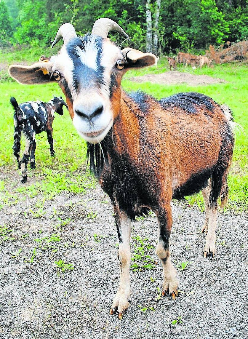 Acht Ziegen leben auf dem Gelände. Helmut Jakobs nennt sie seine „Dschungelpatrouille“.