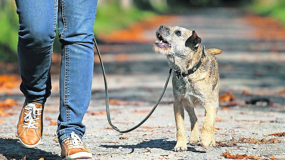  Ärgernisse in Schwalmtal sind Hundekot und nicht angeleinte Vierbeiner. 
