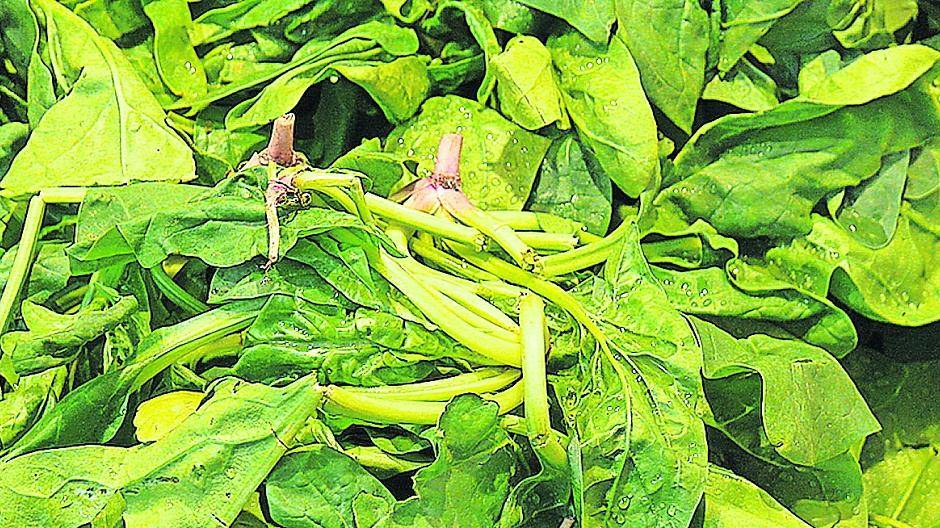 Nicht nur Popeye schmeckt der Spinat. Das Frühjahrsgemüse ist Grundlage für viele leckere Gerichte.