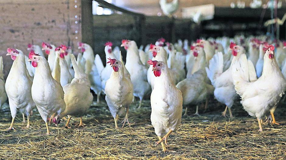  In Schwalmtal herrscht Stallpflicht für Geflügel. In der Gemeinde gibt es drei Großbetriebe mit 100 000 Tieren. 