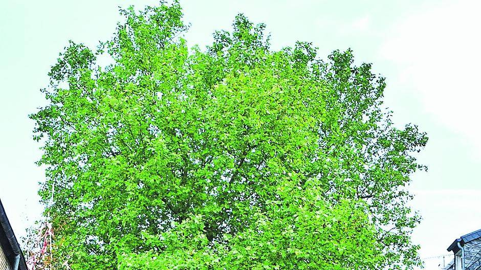 Die Platane vor dem Kaldenkirchener „Quartier Latin“ stand vor einem Jahr in der Diskussion. Die FDP hatte sich für eine Fällung ausgesprochen.